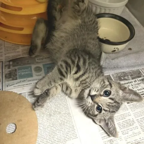 A baby small-sized male Brown / Chocolate Domestic Short Hair cat named Spice for adoption in Novelty, OH