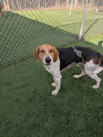 An adult large-sized male Hound dog named Skeeter for adoption in Louisburg, NC