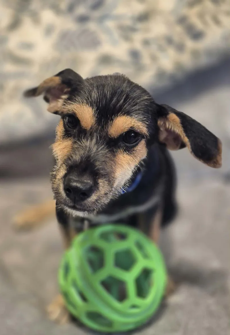 A baby small-sized male Schnauzer dog named Maverick for adoption in Media, PA