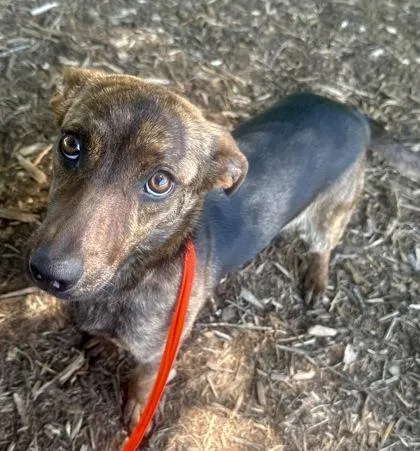 A young medium-sized female Dachshund dog named Ladybird for adoption in Wilkesboro, NC