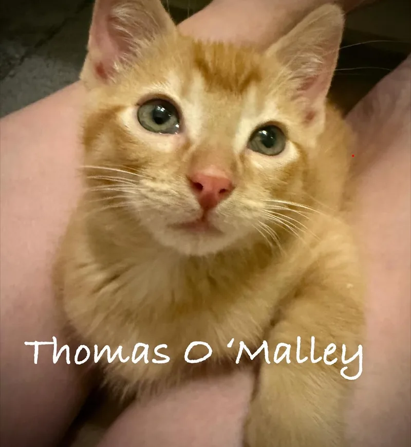 A baby small-sized male Tabby (Orange / Red) Tabby cat named Thomas O'Malley for adoption in Gilbert, AZ