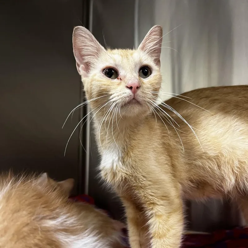 An adult medium-sized female Orange / Red Domestic Short Hair cat named Belle for adoption in Harrisville, WV