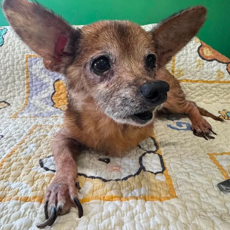 A senior small-sized male Mixed Breed dog named Wobble for adoption in Jackson, MO