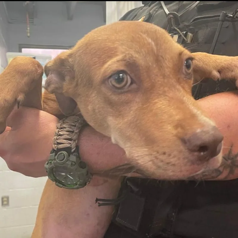 A young small-sized male Terrier dog named Trust for adoption in Birmingham, AL