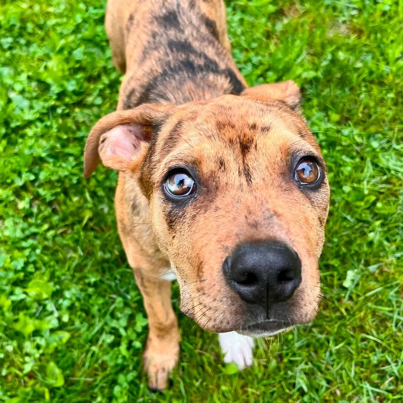 A baby medium-sized female Golden Pit Bull Terrier dog named Ritz for adoption in Elizabethtown, PA