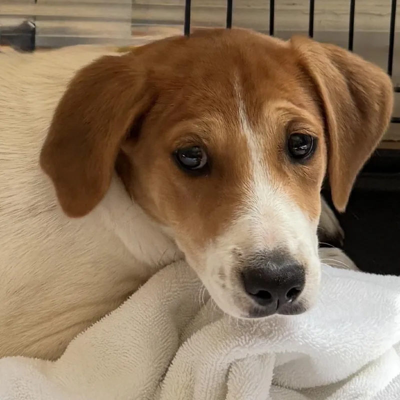 A baby medium-sized female Coonhound dog named Nala for adoption in Cumming, GA