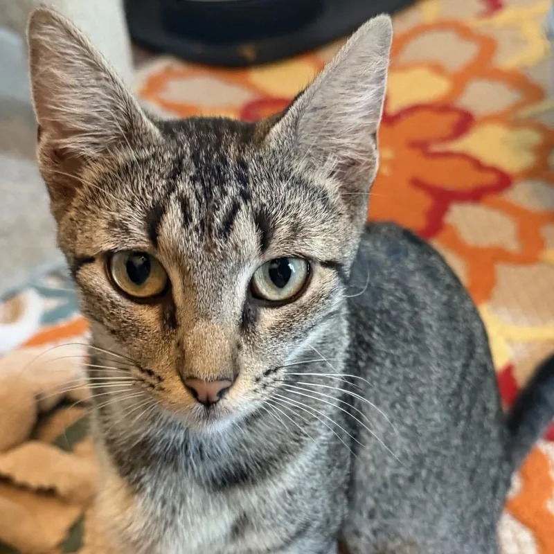 A young small-sized female Gray / Blue / Silver Domestic Short Hair cat named Biscuit for adoption in Denison, TX
