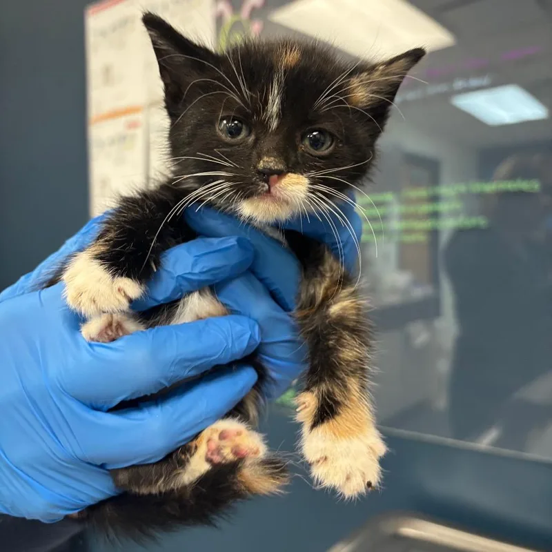 A baby small-sized female Calico Domestic Short Hair cat named Kitkat for adoption in Vineland, NJ