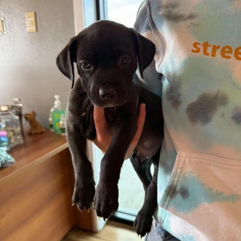 A baby medium-sized male Black Mixed Breed dog named Ritz for adoption in Bend, OR