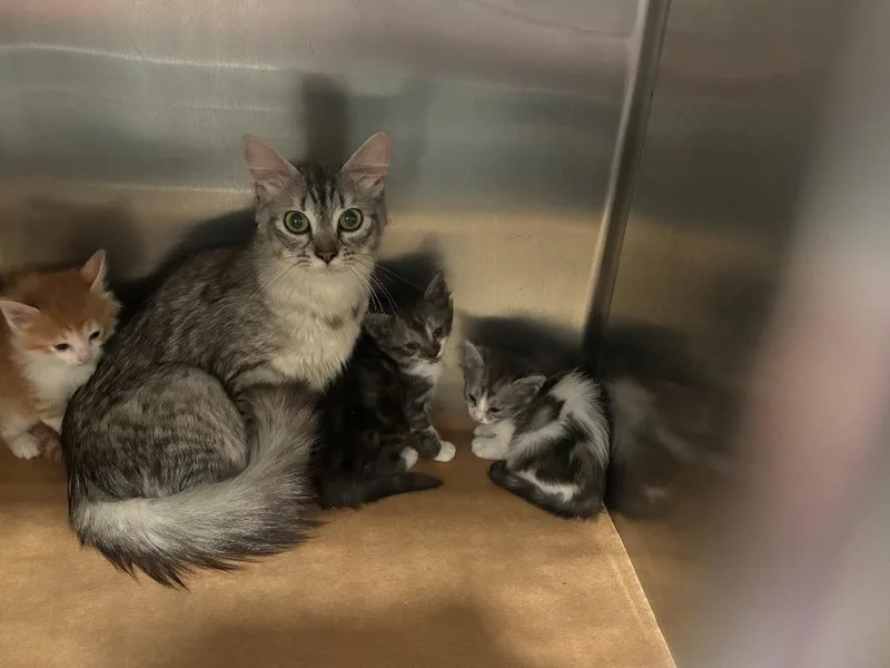 A baby large-sized male Domestic Medium Hair cat named Sleepy for adoption in Cartersville , GA