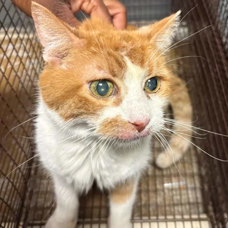 A senior medium-sized female Orange / Red Domestic Short Hair cat named Prissy for adoption in Yuma, AZ