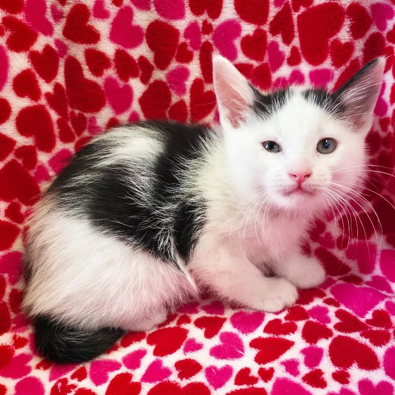 A baby small-sized female White Domestic Short Hair cat named Bonnethead for adoption in Mount Juliet, TN