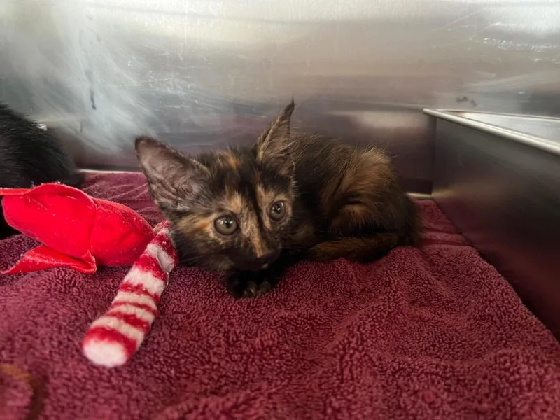 A baby medium-sized female Domestic Short Hair cat named Narnia for adoption in Murray, KY