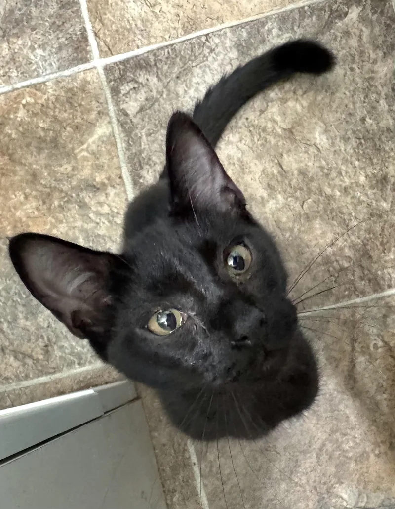A baby medium-sized male Black Domestic Short Hair cat named Wicked for adoption in Springfield, OR