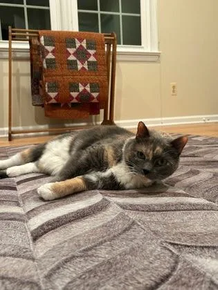 An adult medium-sized female Domestic Short Hair cat named Adelaide for adoption in Ringoes, NJ