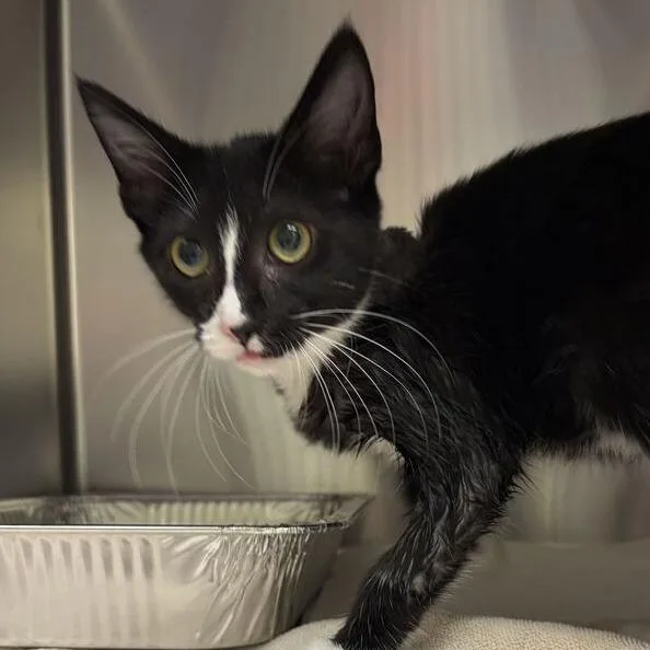 A baby small-sized female Black Domestic Short Hair cat named Lavina for adoption in Asheville, NC