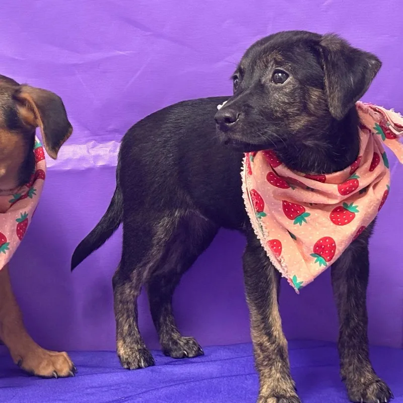 A baby medium-sized female Black Mixed Breed dog named Henriette for adoption in North Myrtle Beach, SC