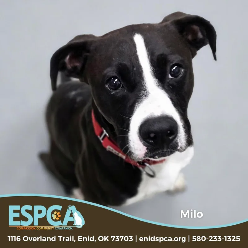 An adult medium-sized male Basenji dog named Milo for adoption in Enid, OK