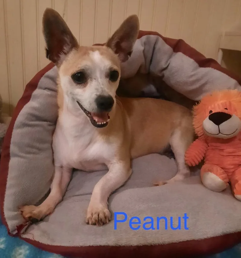 Peanut