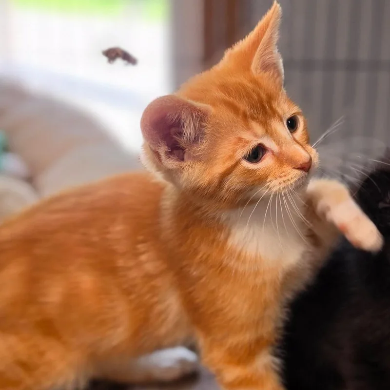 A baby small-sized male Orange / Red Domestic Short Hair cat named K for adoption in Muncie, IN