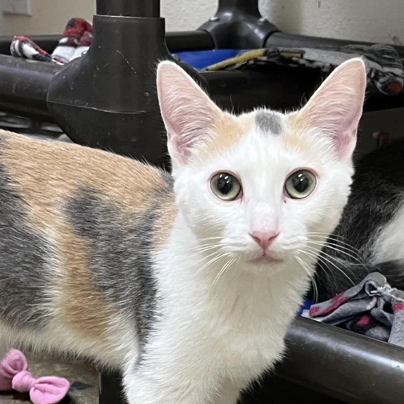 Helly R. thumbnail 4