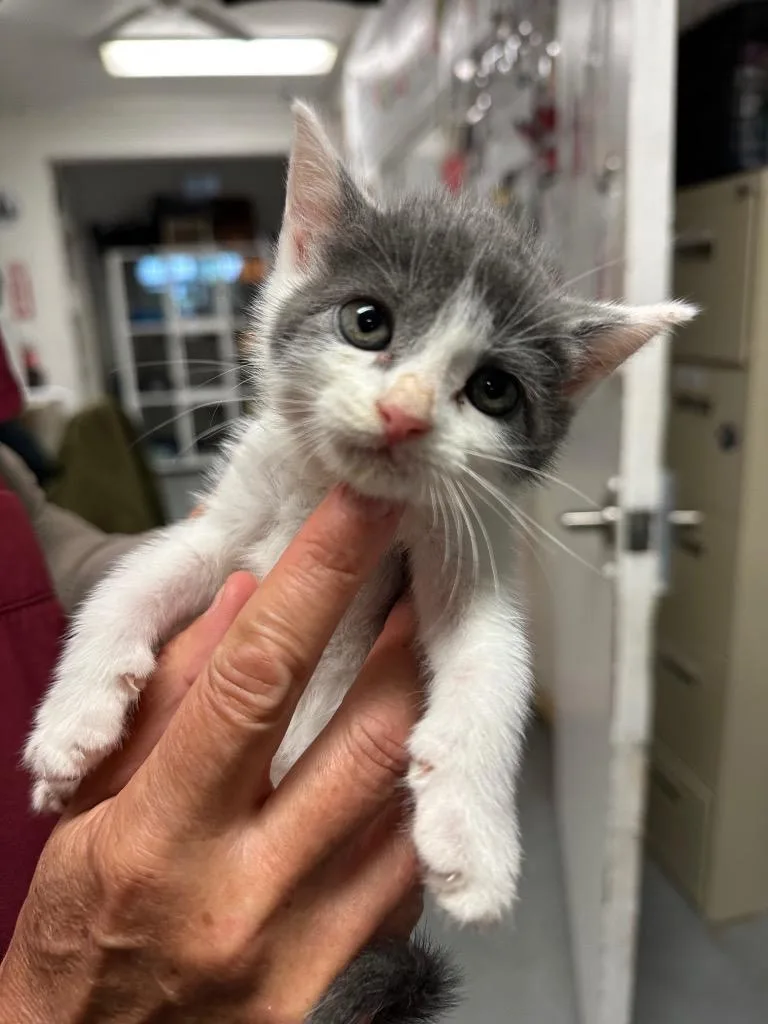 A baby small-sized female Domestic Short Hair cat named Maia for adoption in Ewing, NJ