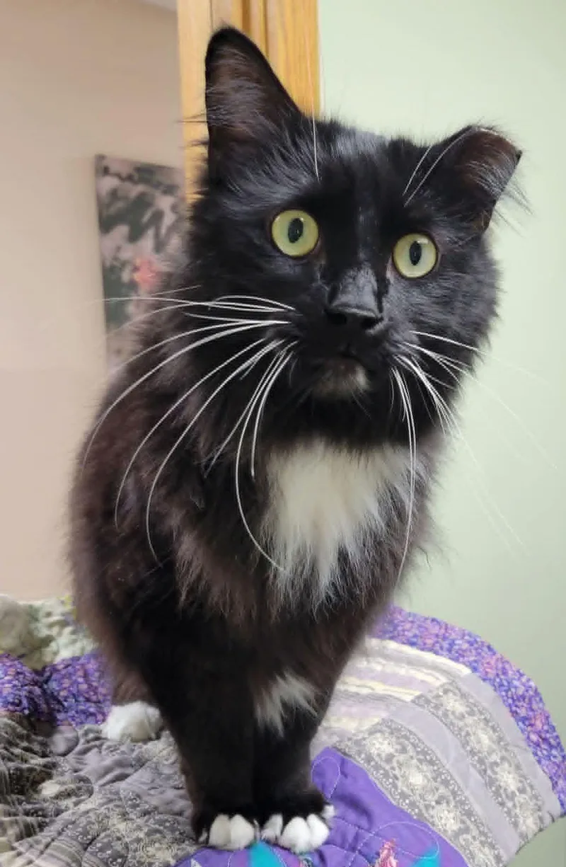 An adult large-sized male Tuxedo cat named Sylvester for adoption in Portage, WI