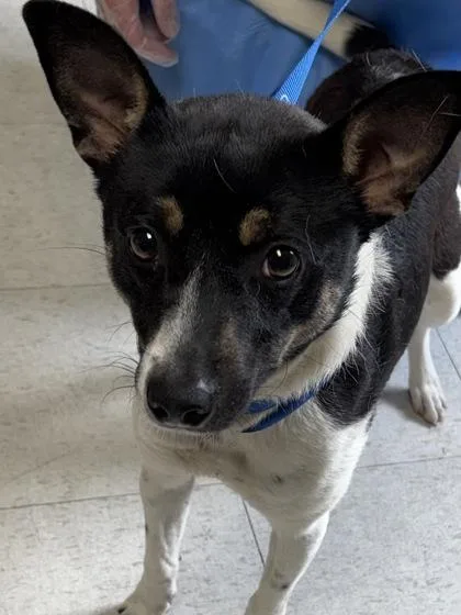 An adult medium-sized male Terrier dog named Rin Tin Tin for adoption in San Antonio, TX