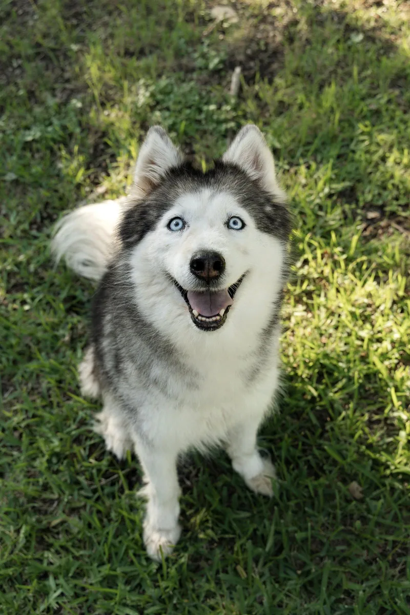 An adult medium-sized female Siberian Husky dog named Miranda for adoption in Carrollton, TX