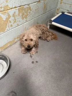 An adult small-sized male Poodle dog named Pop for adoption in Stockton, CA