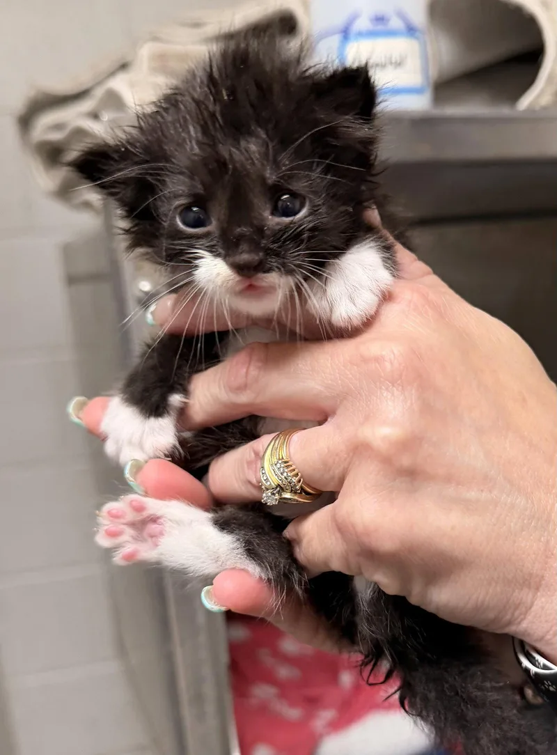 A baby medium-sized male Black & White / Tuxedo Domestic Medium Hair cat named Temaki for adoption in Sanford, NC