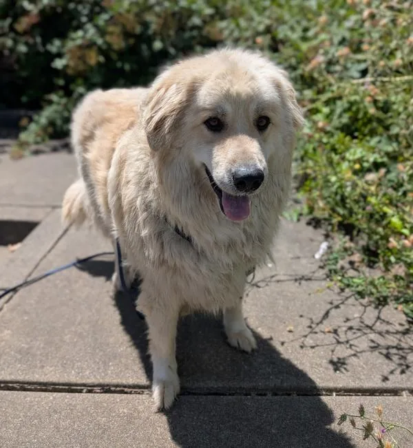 An adult extra large-sized male Great Pyrenees dog named Appa for adoption in Santa Rosa, CA