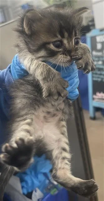 A baby medium-sized male Domestic Short Hair cat named Oz for adoption in Dallas, TX