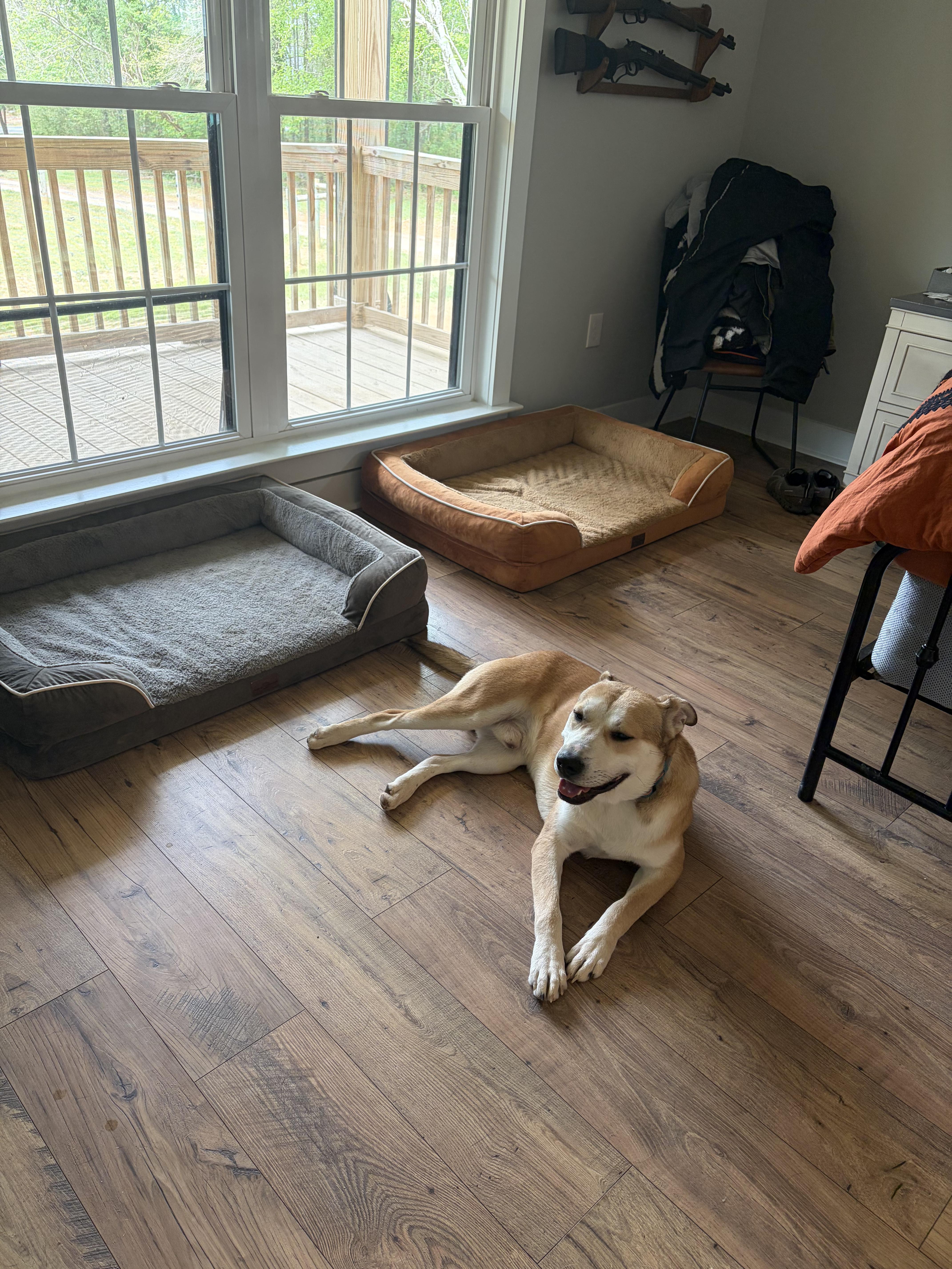 An adult large-sized male Apricot / Beige Husky dog named Randy for adoption in polkton, NC