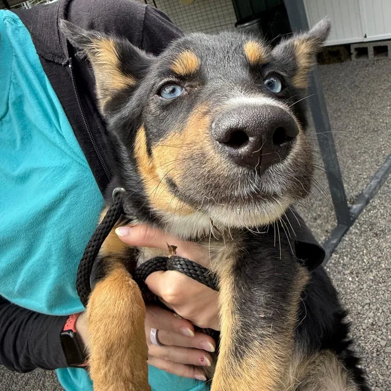 A baby medium-sized female Apricot / Beige Siberian Husky dog named Rapunzel for adoption in Tacoma, WA