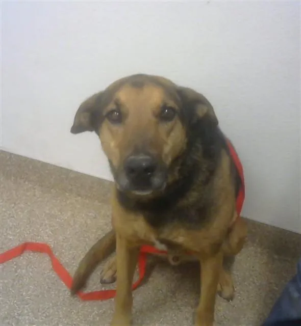 An adult large-sized male German Shepherd Dog dog named Ranger for adoption in Albuquerque, NM