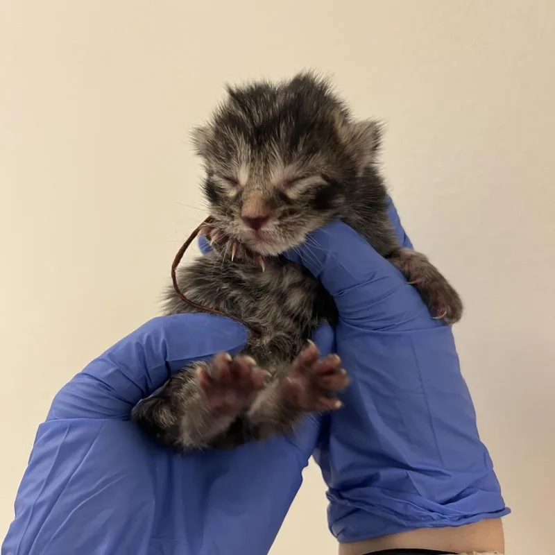 A baby small-sized male Black Domestic Short Hair cat named Violet for adoption in Philadelphia, PA