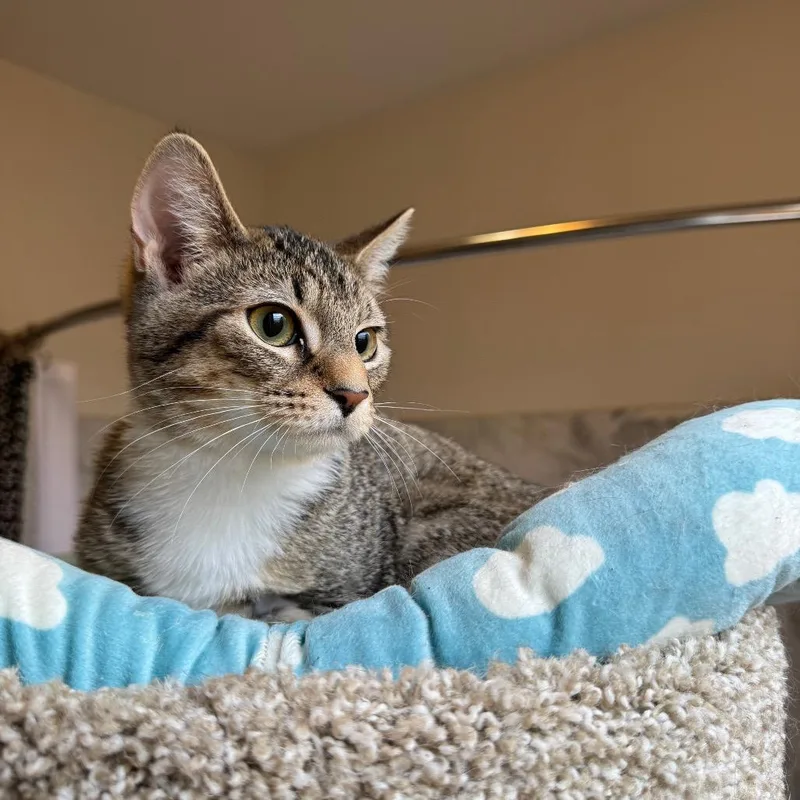 A young small-sized male Gray / Blue / Silver Domestic Short Hair cat named Espurr for adoption in Gibsonia, PA