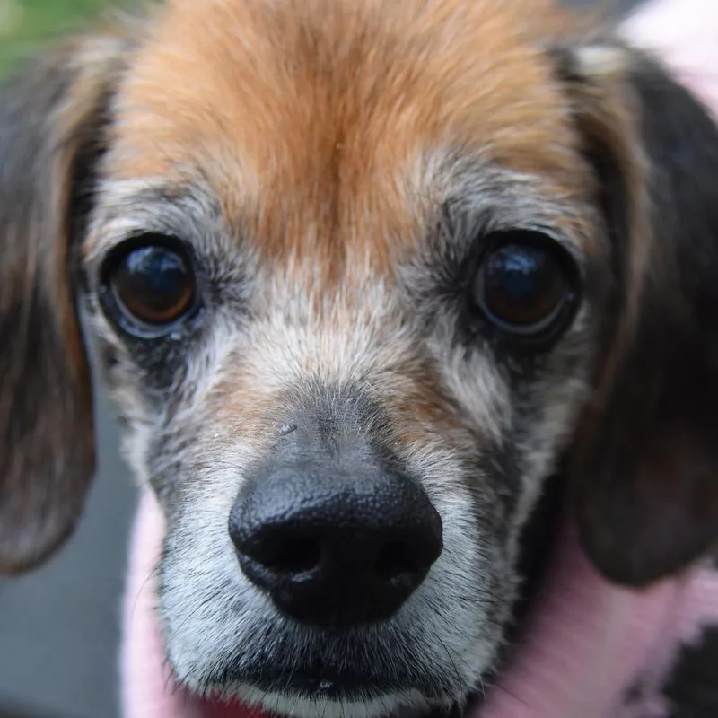 A senior small-sized female Yellow / Tan / Blond / Fawn Spaniel dog named Haven for adoption in Columbus, NC