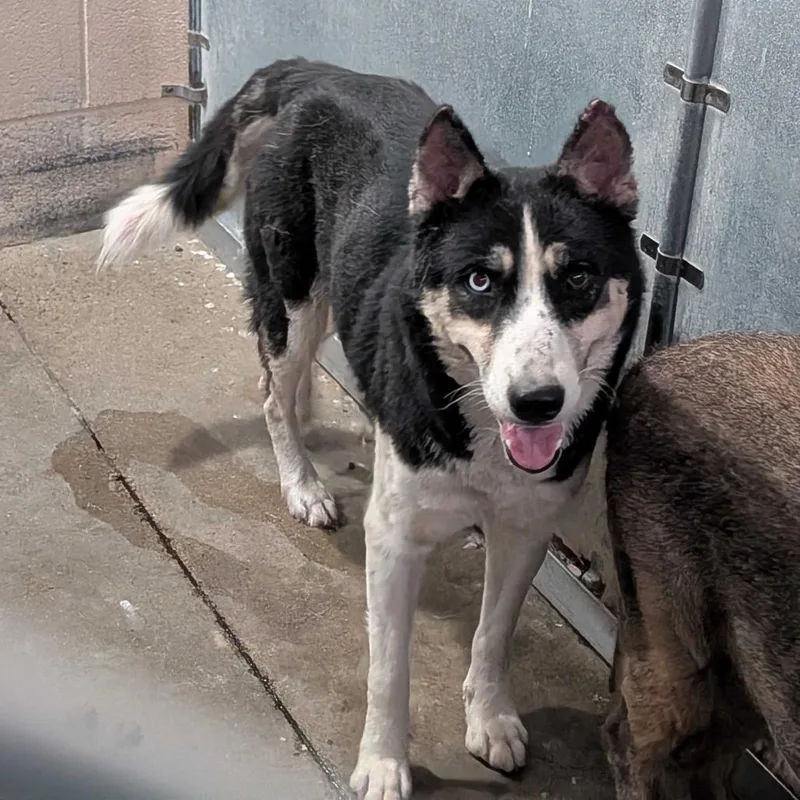 Ruby Woo thumbnail 2