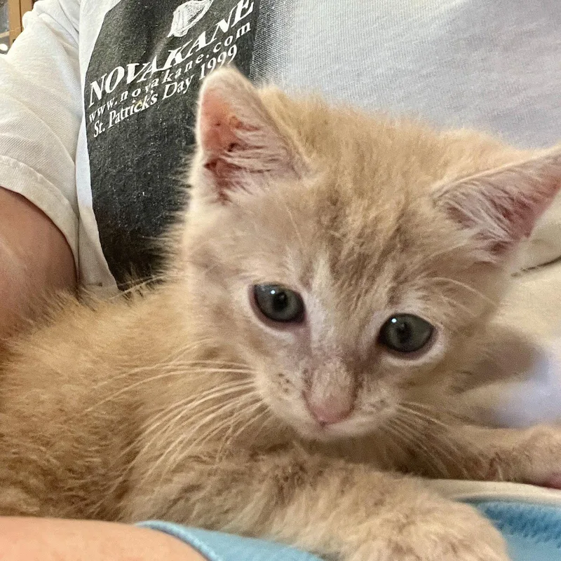 A young small-sized male Orange / Red Domestic Short Hair cat named Jeff for adoption in Columbus, IN