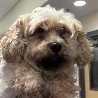 An adult small-sized male Yellow / Tan / Blond / Fawn Mixed Breed dog named Dax for adoption in Jacksonville, FL