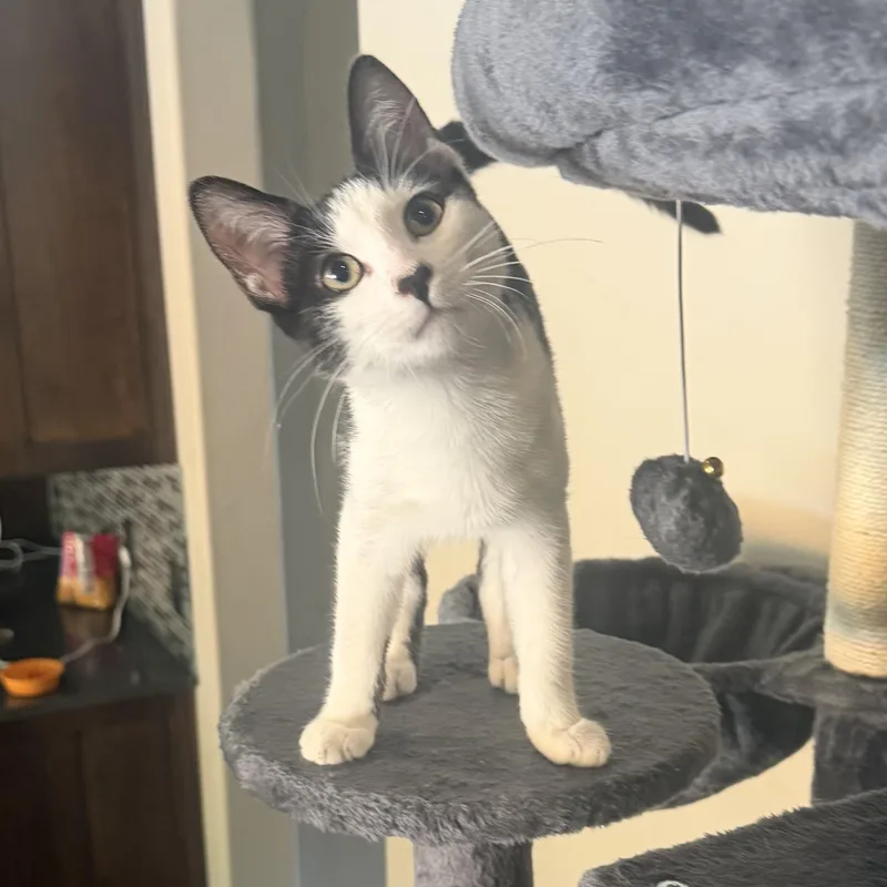 A baby small-sized male Black & White / Tuxedo Domestic Short Hair cat named Pongo for adoption in Bentonville, AR