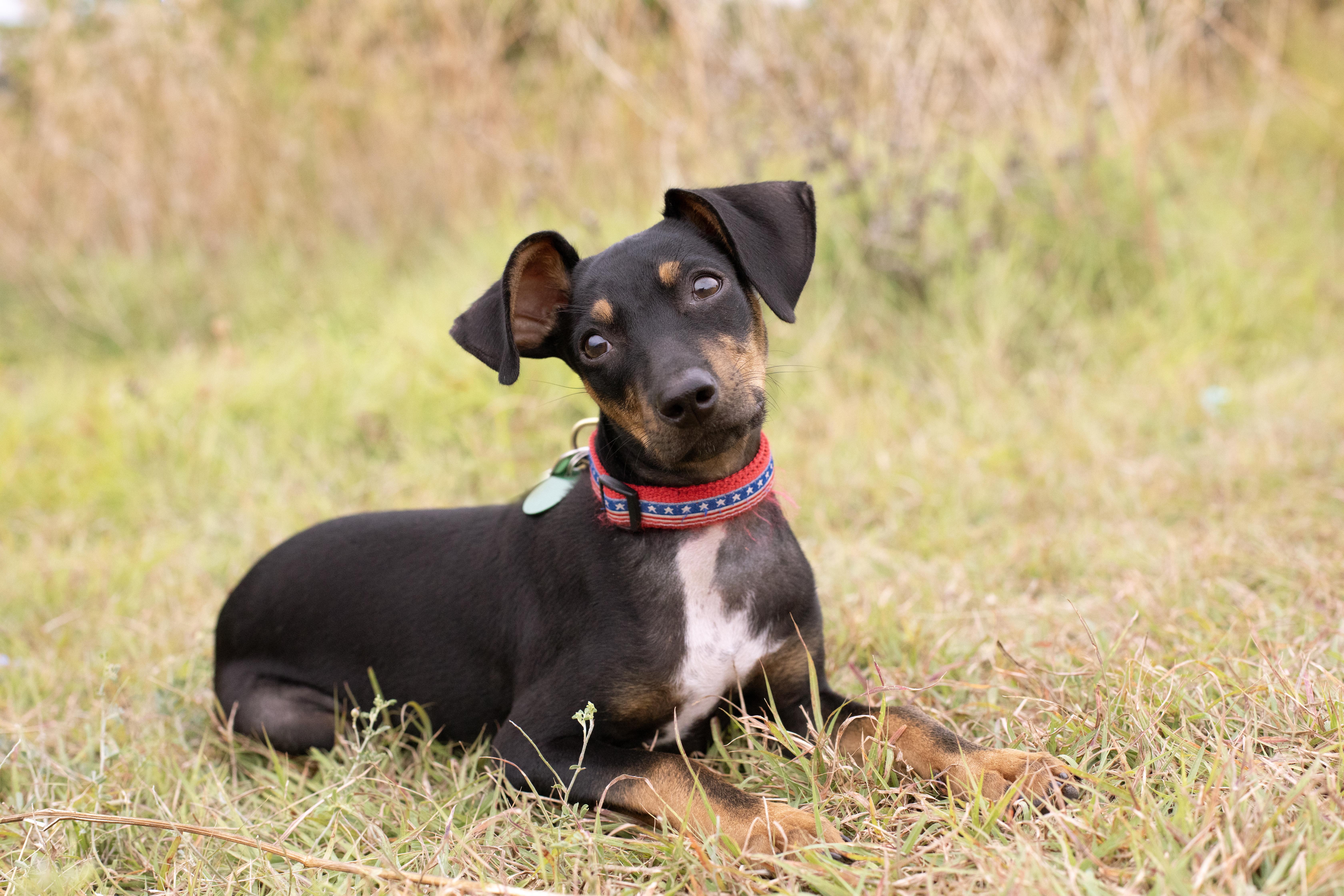 A baby small-sized male Brown / Chocolate Chihuahua dog named Jelly for adoption in Carrollton, TX