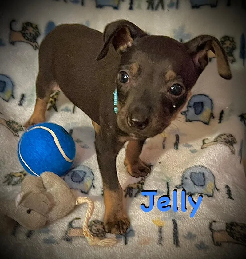 Jelly thumbnail 3