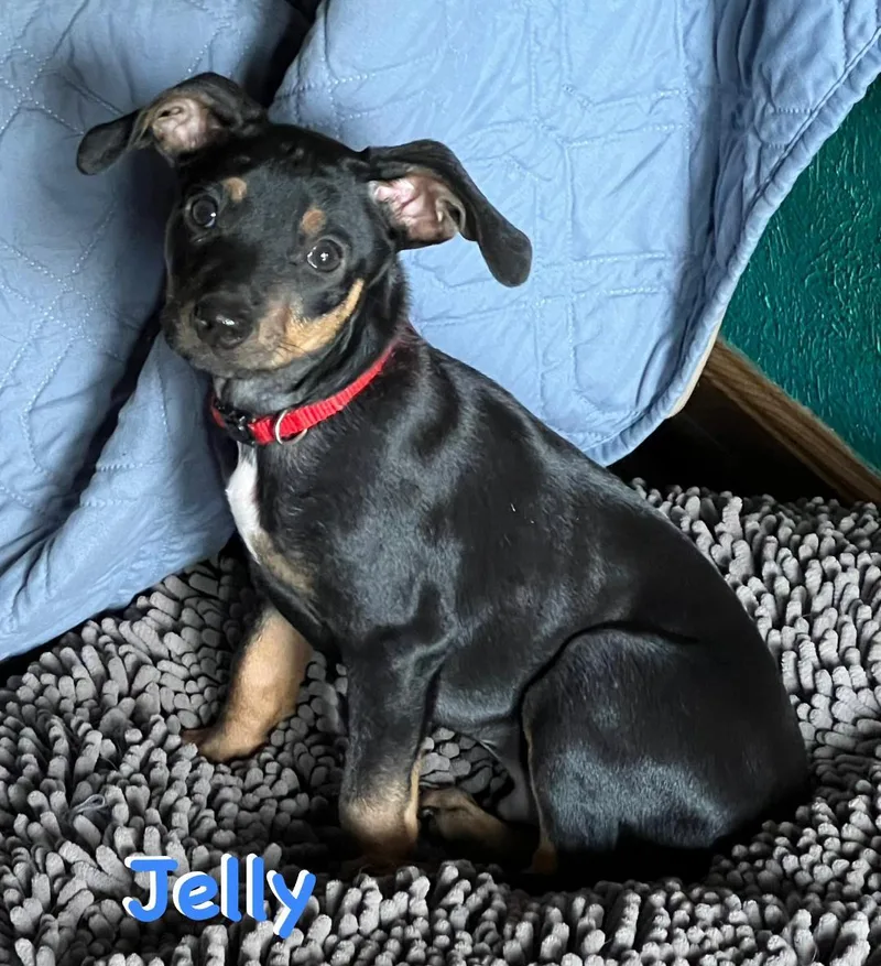 Jelly thumbnail 4