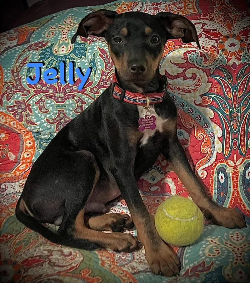 Jelly thumbnail 6
