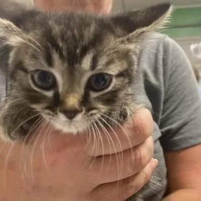 A baby small-sized male Gray / Blue / Silver Domestic Short Hair cat named Sweet Agony for adoption in Fredericksburg, VA