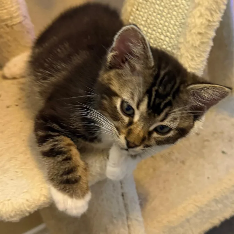 A baby small-sized male Black Domestic Short Hair cat named Pothos for adoption in Las Vegas, NV
