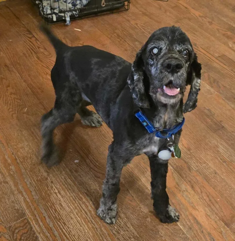 A senior medium-sized male Cocker Spaniel dog named Bruno Puntz Jones for adoption in Salt Lake City, UT